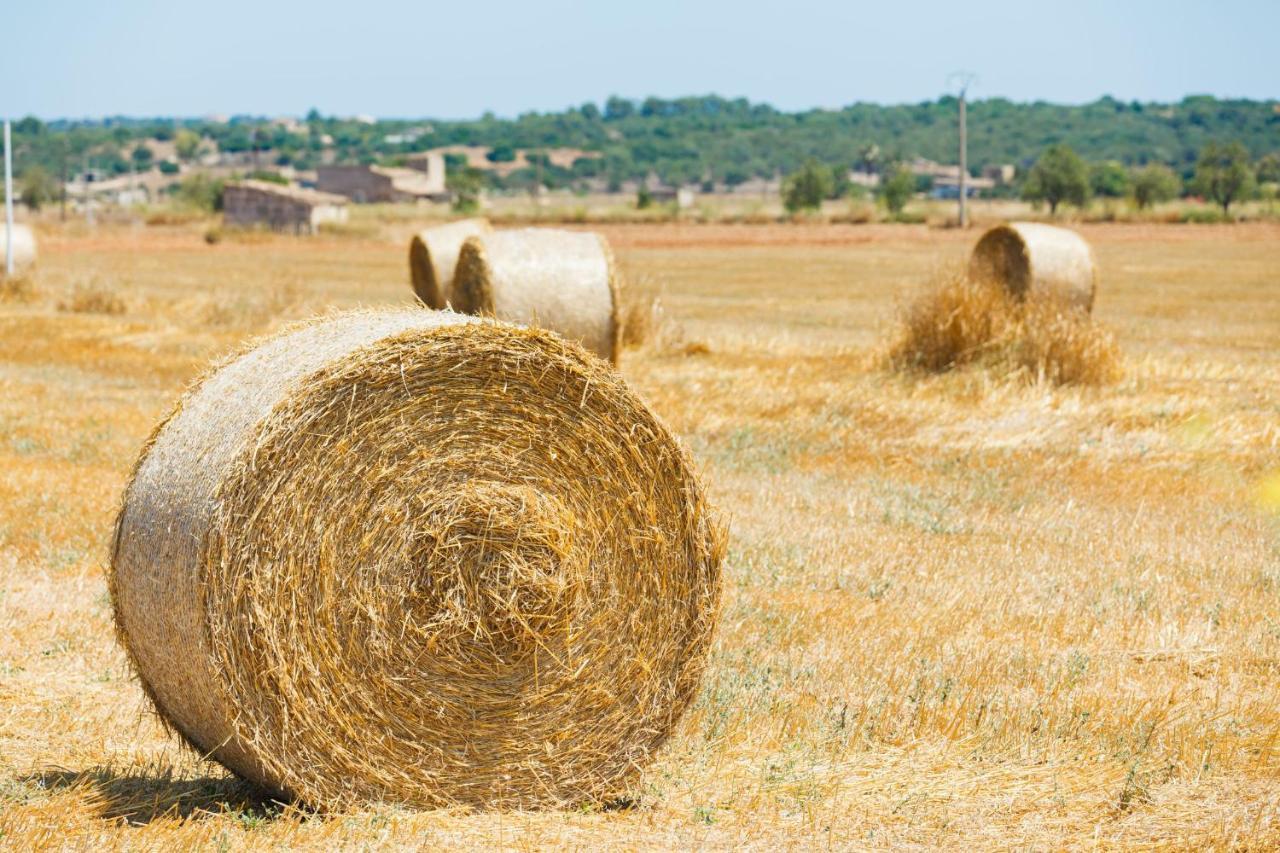 249 Finca Son Alcaines Petit Etv7648 By Mallorca Charme Sineu  Zewnętrze zdjęcie